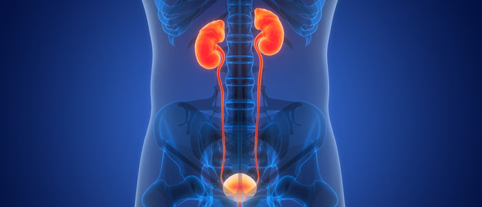 Abbildung eines menschlichen Oberkörpers. Hervorgehoben sind die Niere und Blase.