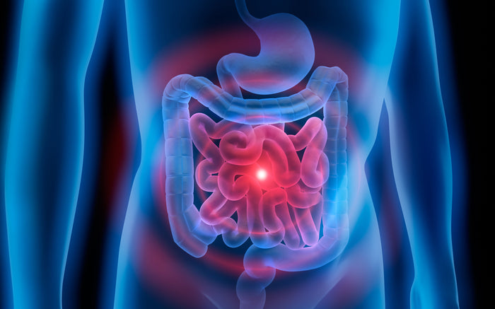 Magen-Darm Trakt eines Menschen.